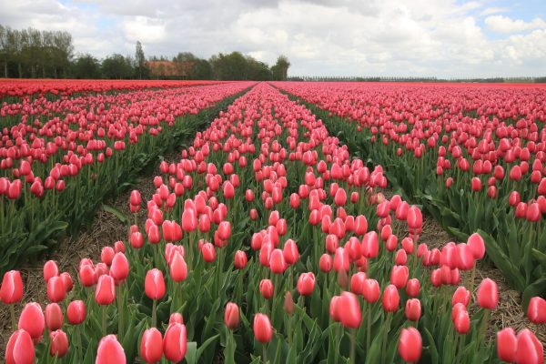 Tulpen: Een Bron van Inspiratie voor Kunst, Creativiteit en Bloembollen Kopen