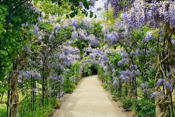 Prachtige Bloemenpracht: Alles wat je moet weten over Hyacinten en Dahlia’s