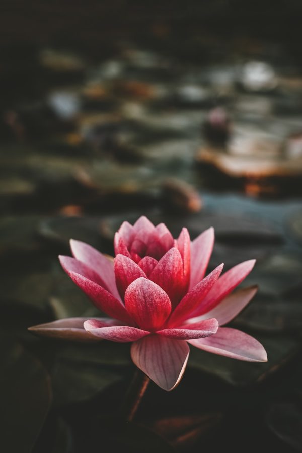 Zomerse kleuren in je tuin