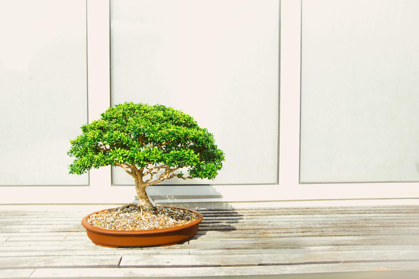 Elegant bonsai tree with lush greenery on a wooden surface, standing out against a minimalist white background.