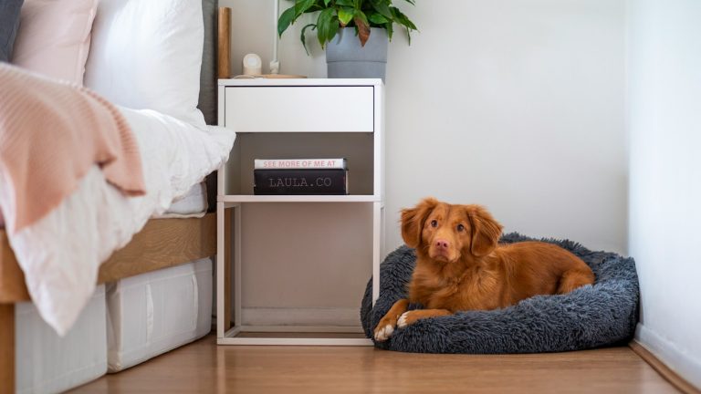 brown short coated dog lying on white couch