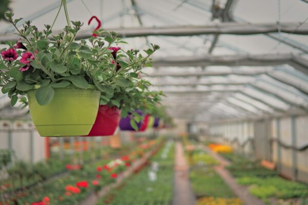 Groen geluk dichtbij huis