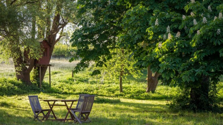 brown wooden bench under green tree during daytime